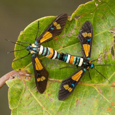 Euchromia sp.